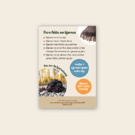 Lær om bjørn - 3 nivådelte e-bøker (digitale filer/PDF)